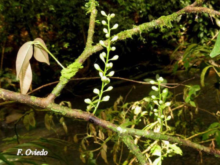 Macrolobium costaricense (Pata de elefante)