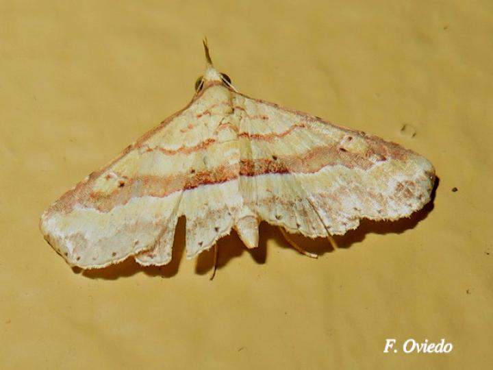 Mursa phtisialis (Polilla de la malva)