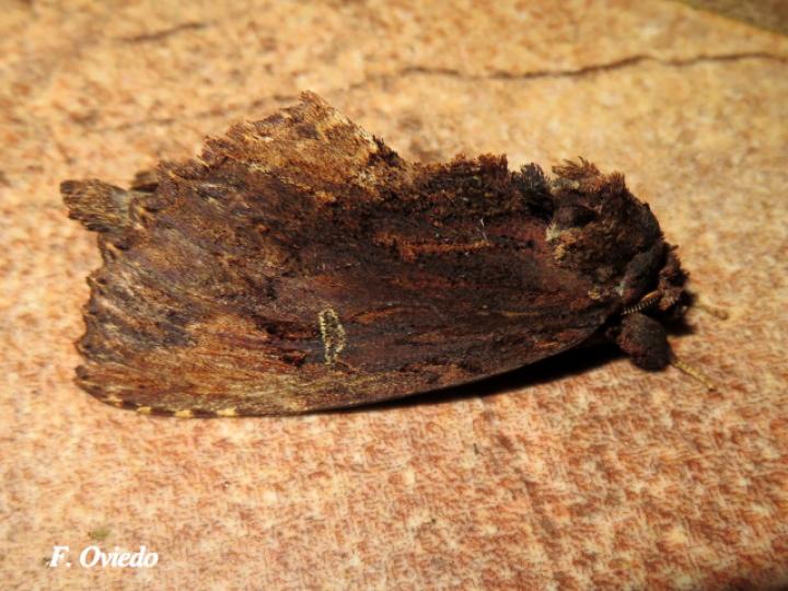Naprepa cyllota