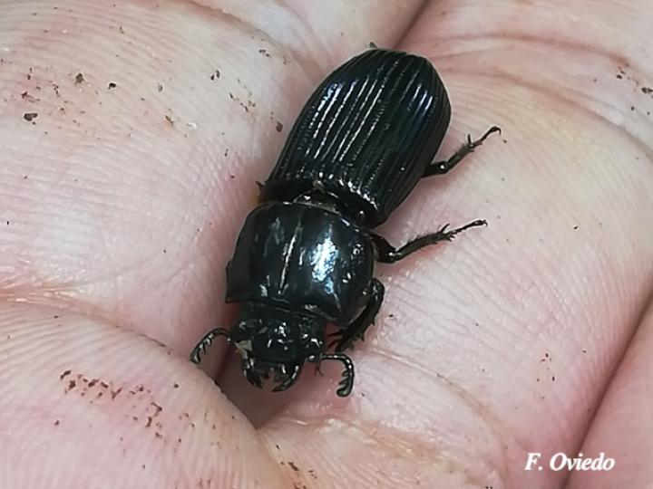 Odontotaenius striatopunctatus