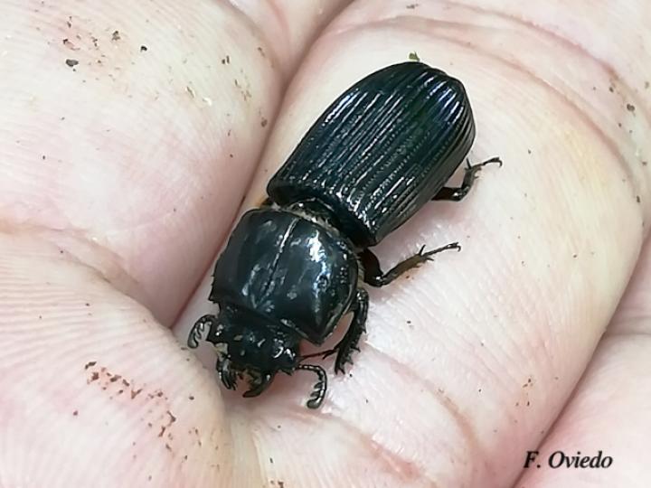 Odontotaenius striatopunctatus