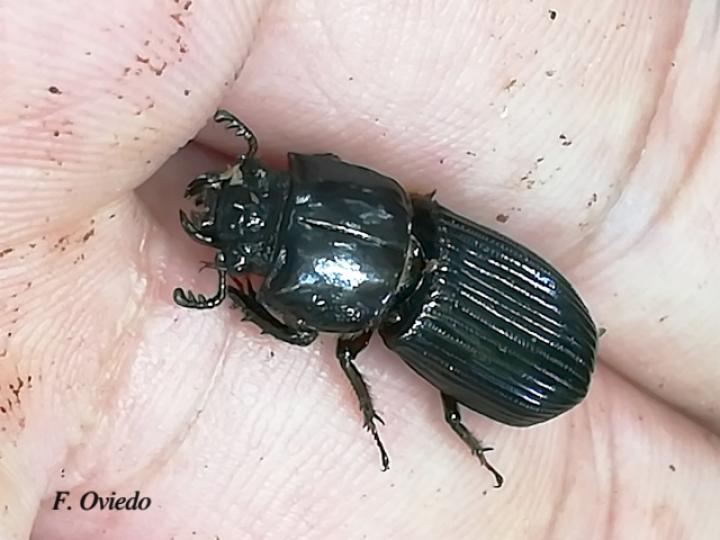Odontotaenius striatopunctatus