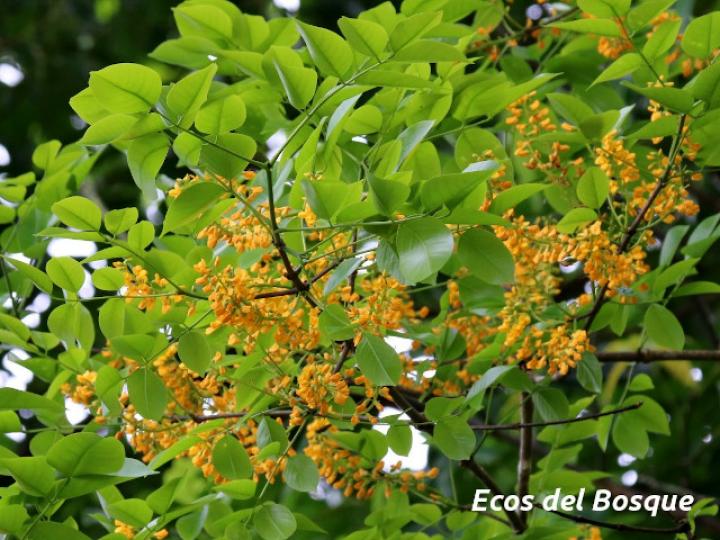 Platymiscium pinnatum (Cachimbo, cristobal)