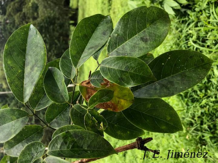 Platymiscium pinnatum (Cachimbo, cristobal)