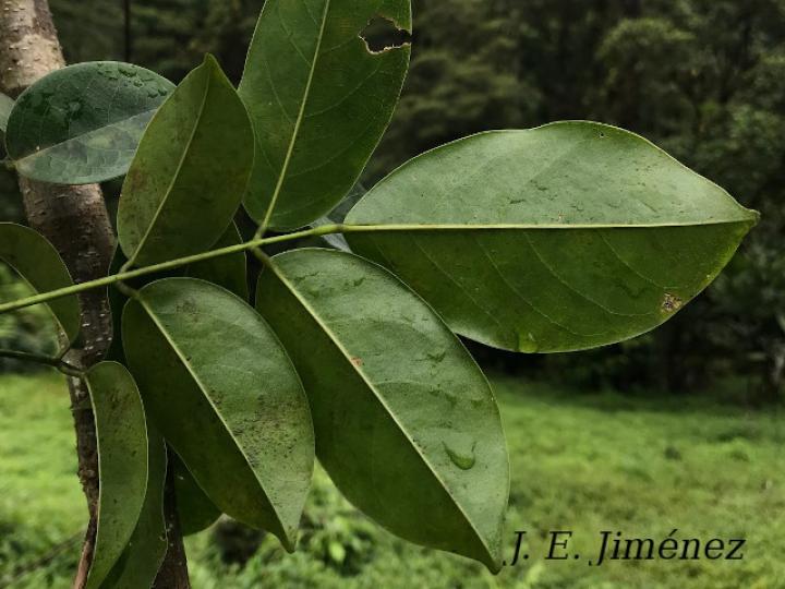 Platymiscium pinnatum (Cachimbo, cristobal)