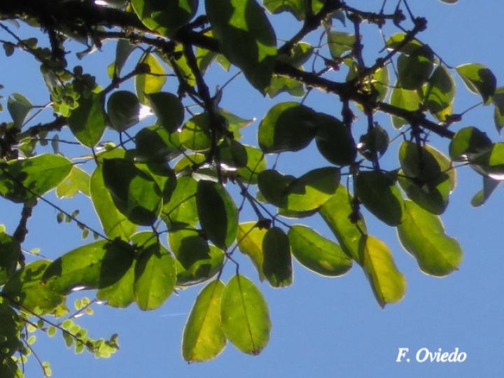 Platymiscium pinnatum (Cachimbo, cristobal)