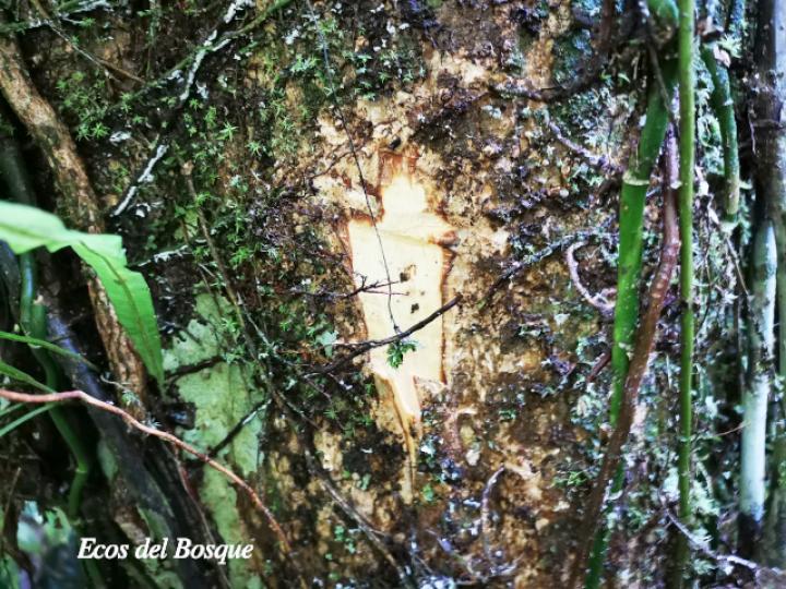 Platymiscium pinnatum (Cachimbo, cristobal)