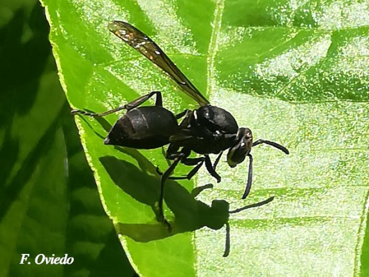 Polybia simillima