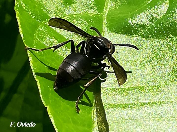 Polybia simillima