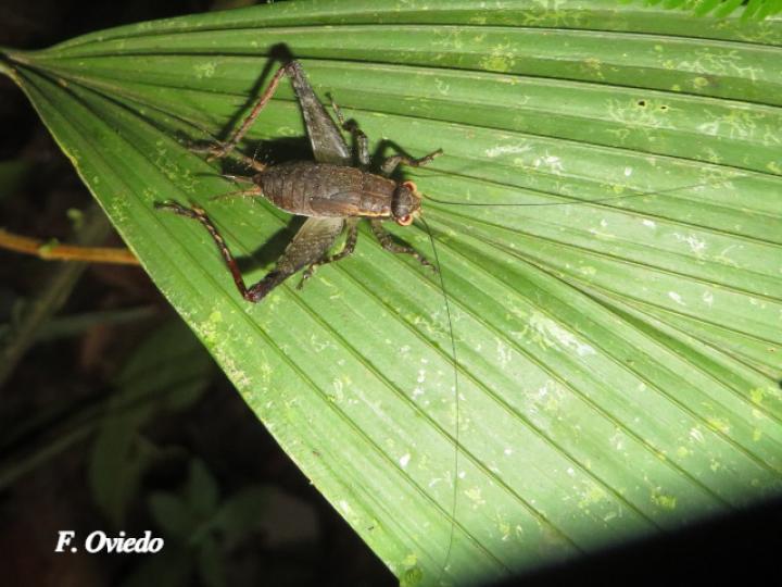 Ponca venosa