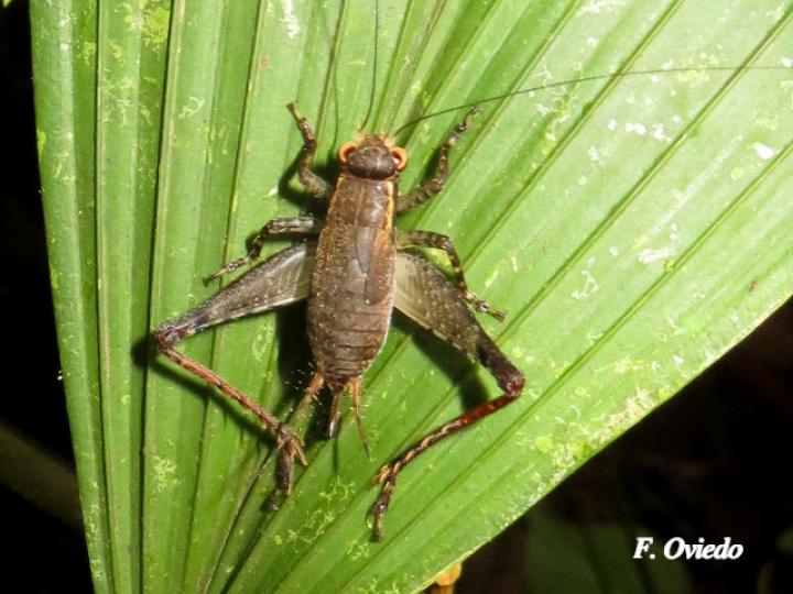 Ponca venosa
