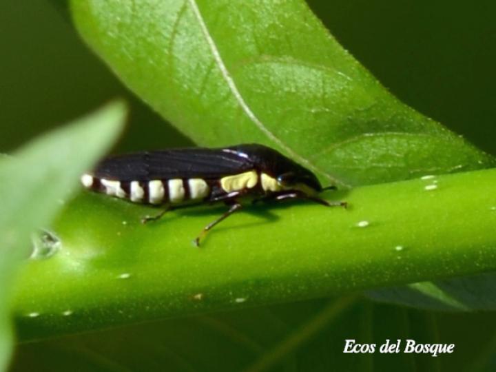 Pseudophera contraria