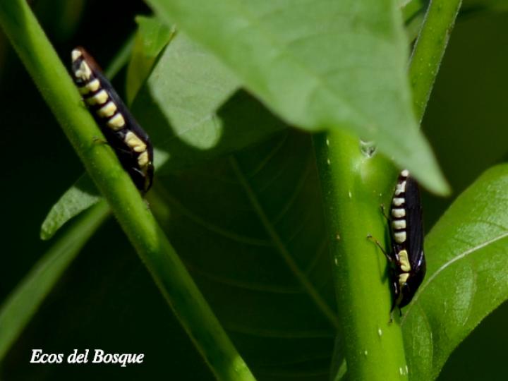 Pseudophera contraria