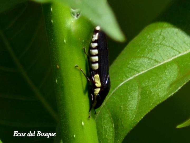 Pseudophera contraria