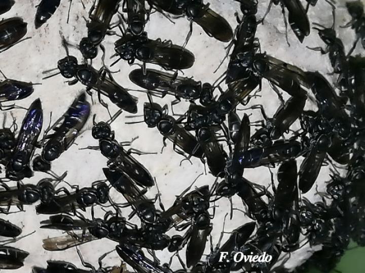 Pseudopolybia compressa