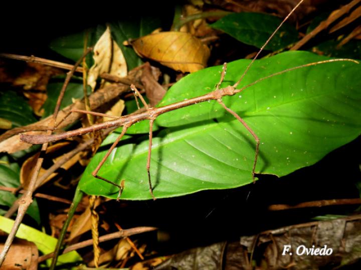 Pseudosermyle phalangiphora (Juan palo)