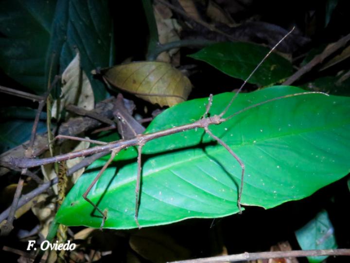 Pseudosermyle phalangiphora (Juan palo)