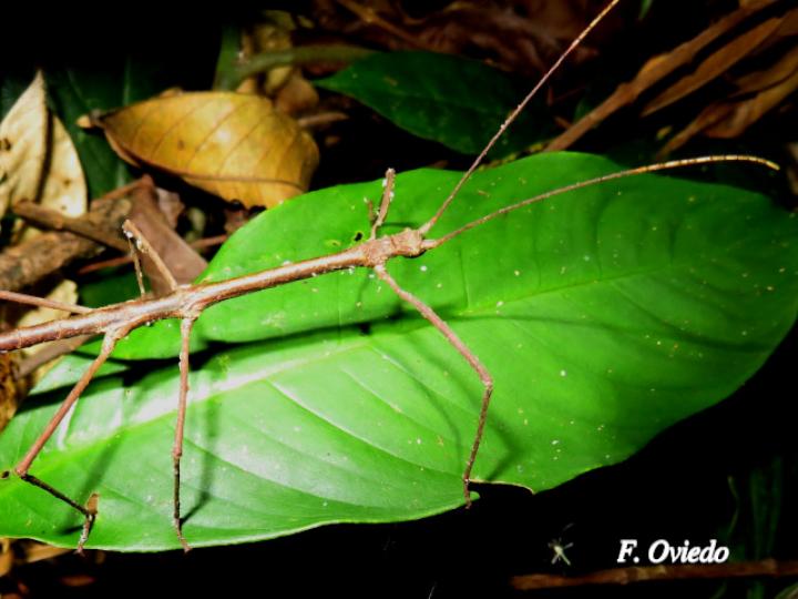 Pseudosermyle phalangiphora (Juan palo)