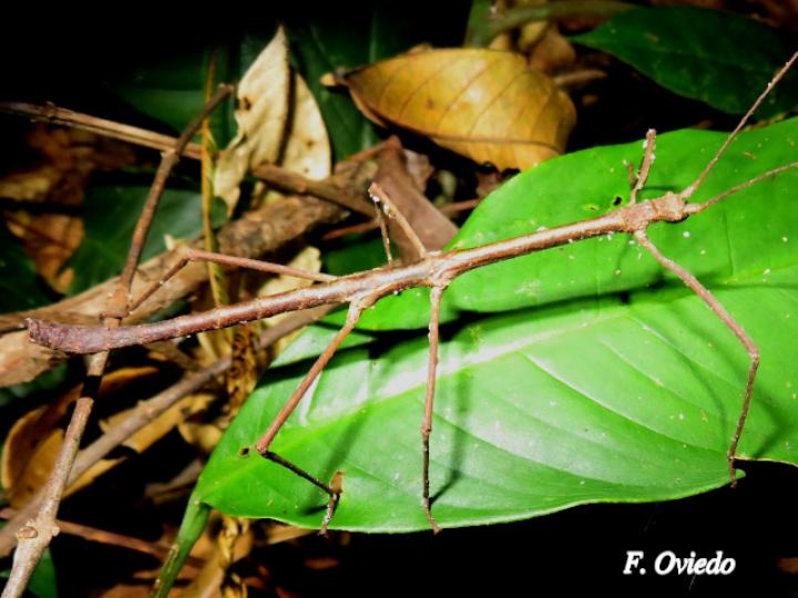 Pseudosermyle phalangiphora (Juan palo)