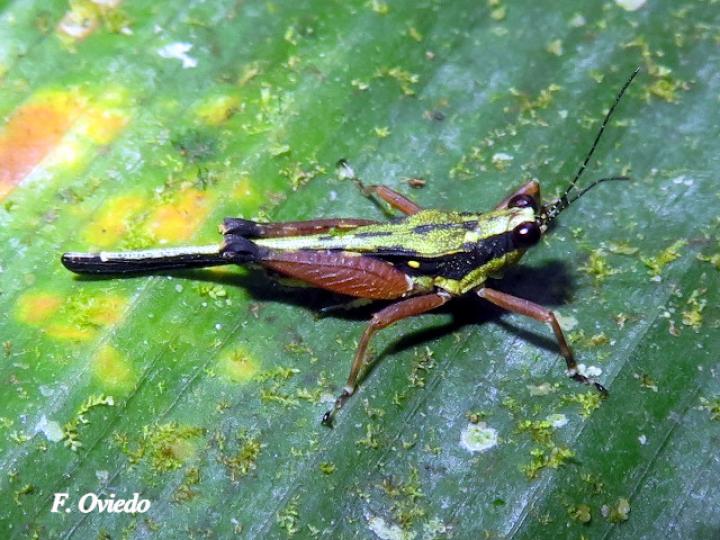 Scaria fasciata