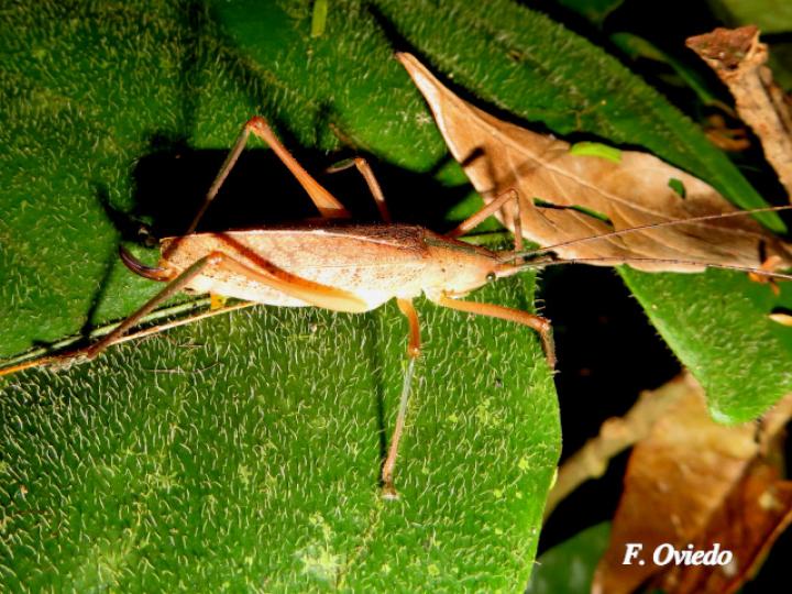 Scopiorinus impressopunctatus