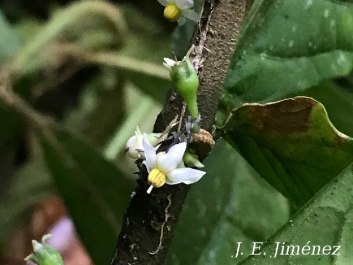 Solanum arboreum
