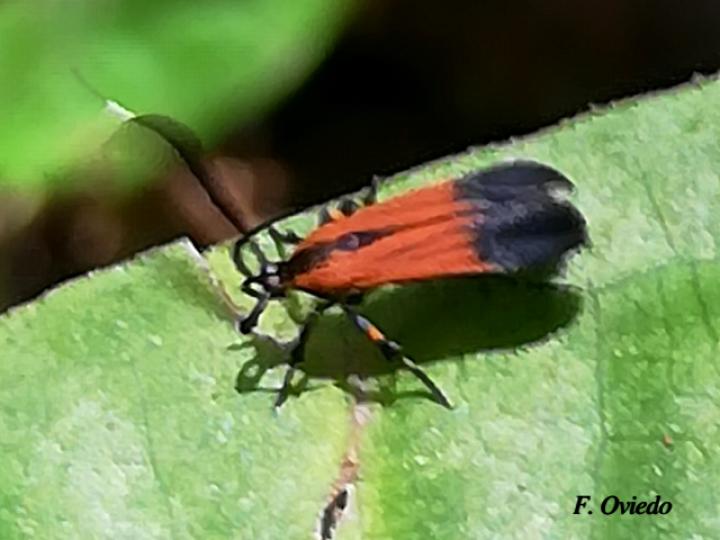 Tinaegeria carlosalvaradoi