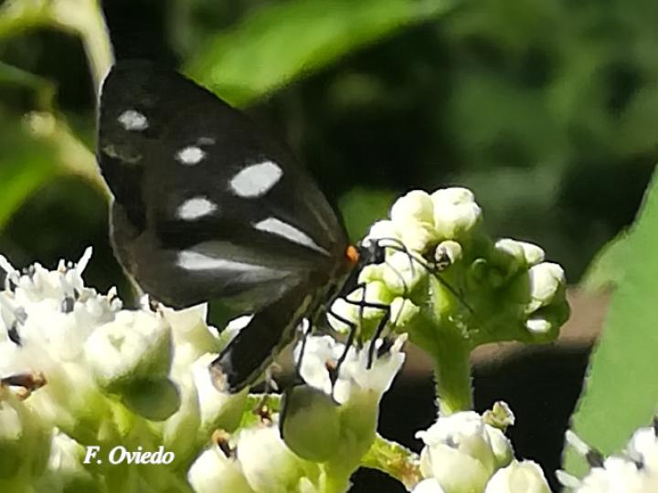 Tithraustes noctiluces