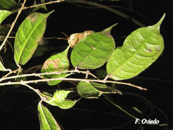 Trophis involucrata