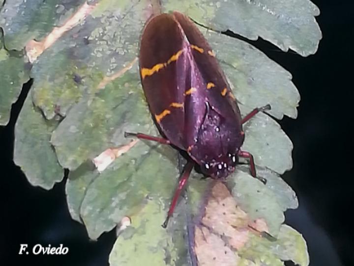 Vorago boxi (Salivazo)