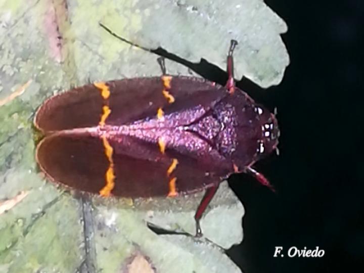 Vorago boxi (Salivazo)