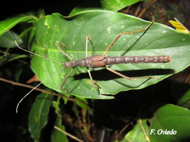 Xylospinodes jensjohannseni (Insecto palo)