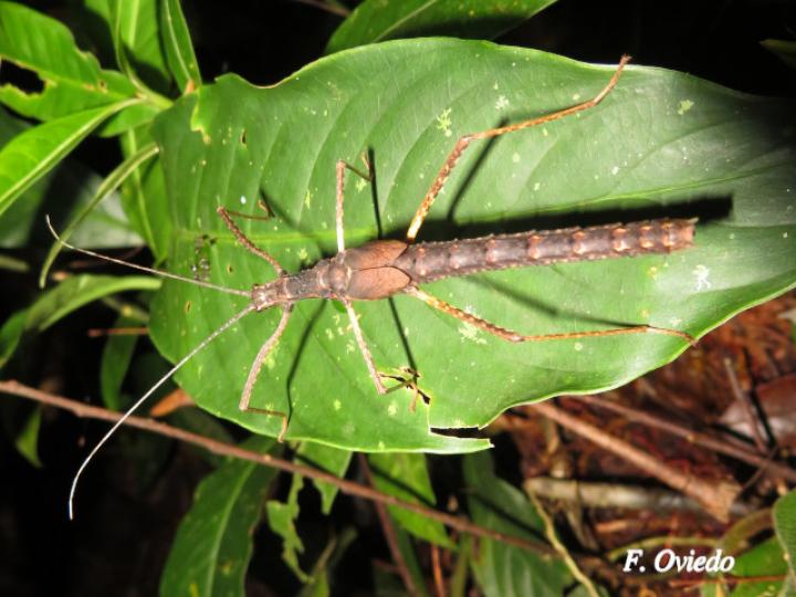 Xylospinodes jensjohannseni (Insecto palo)