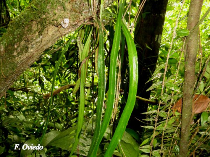 Ananthacorus angustifolius