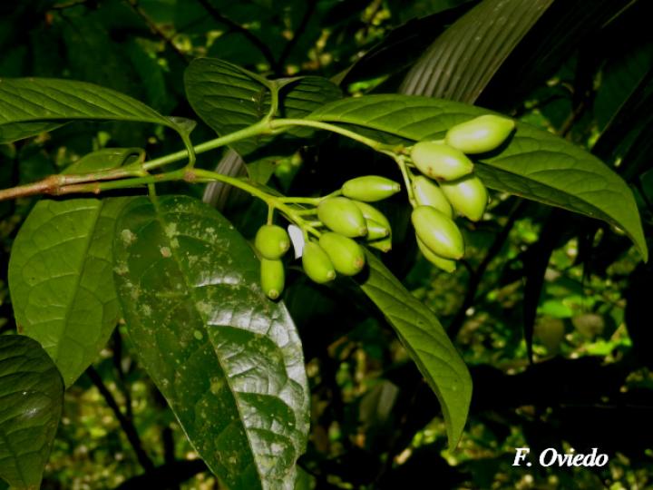Chione venosa (Fruta de pava, Naranjito)