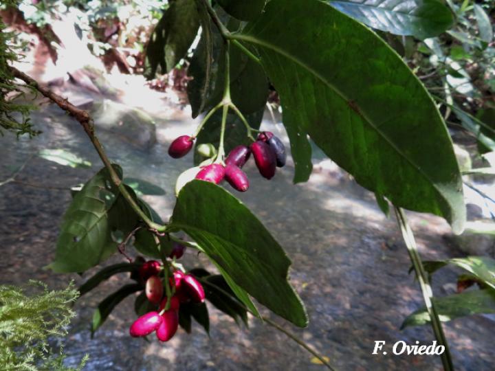 Chione venosa (Fruta de pava, Naranjito)
