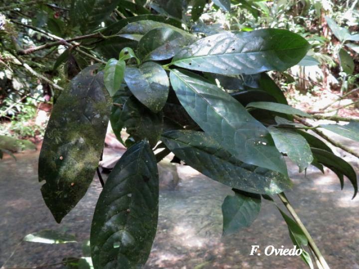 Chione venosa (Fruta de pava, Naranjito)