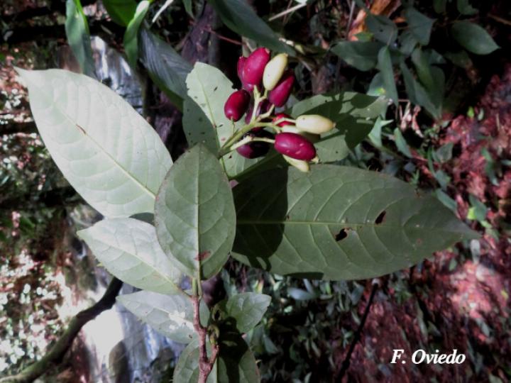Chione venosa (Fruta de pava, Naranjito)