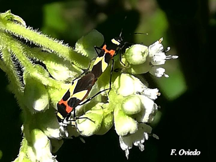 Craspeduchus variegatus Craspeduchus variegatus