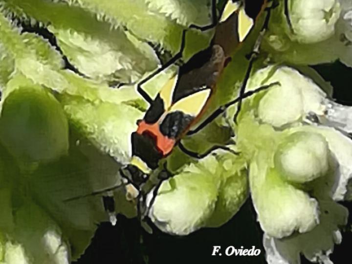 Craspeduchus variegatus Craspeduchus variegatus
