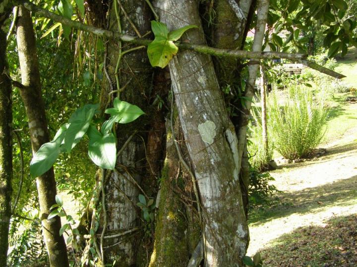 Abajo la clusia y la melastomatacea.