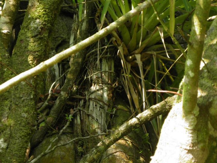 Tronco compuesto por ficus y la clusia.