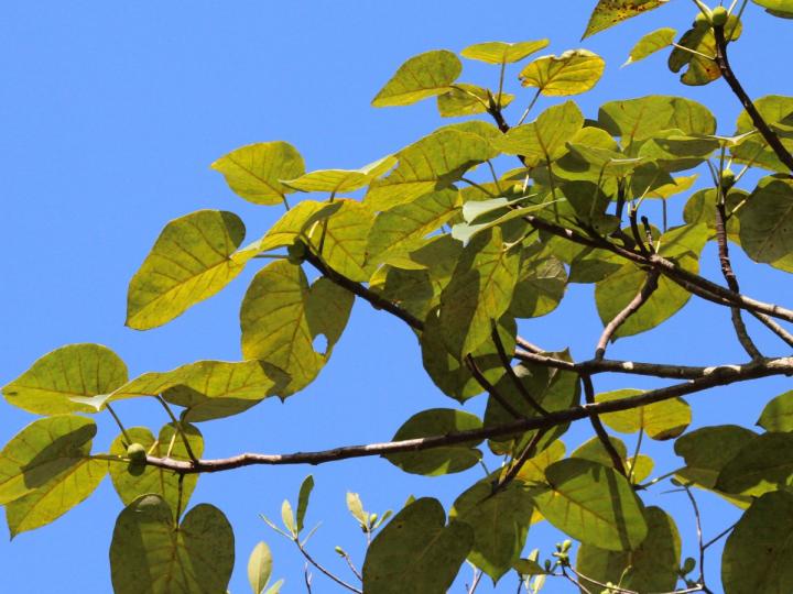 Estranguladores en competencia