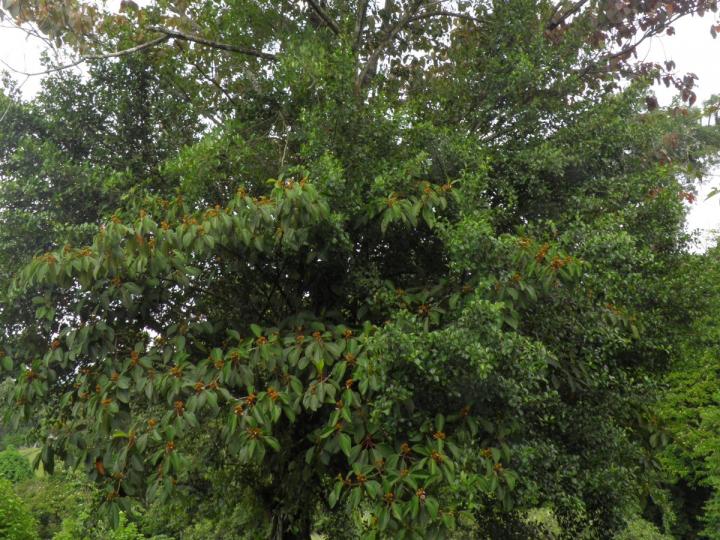 Estranguladores en competencia