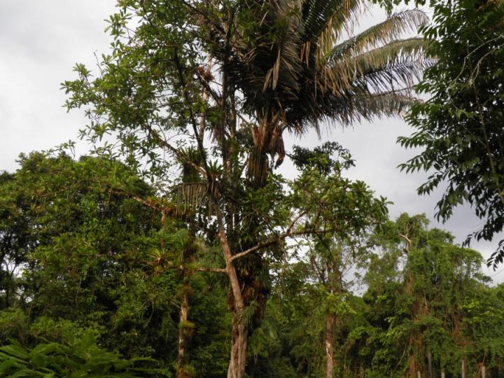 Higuerones sorprendentes