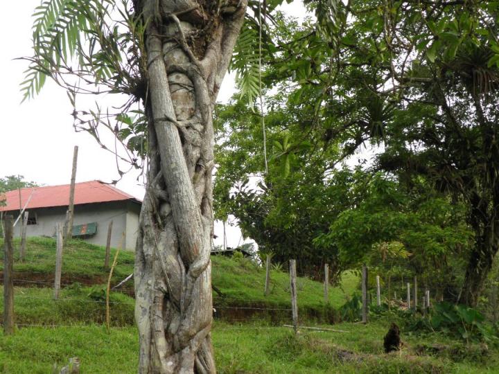 Higuerones sorprendentes