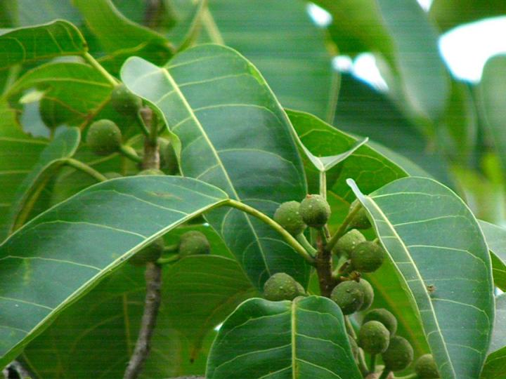 Higuerones sorprendentes