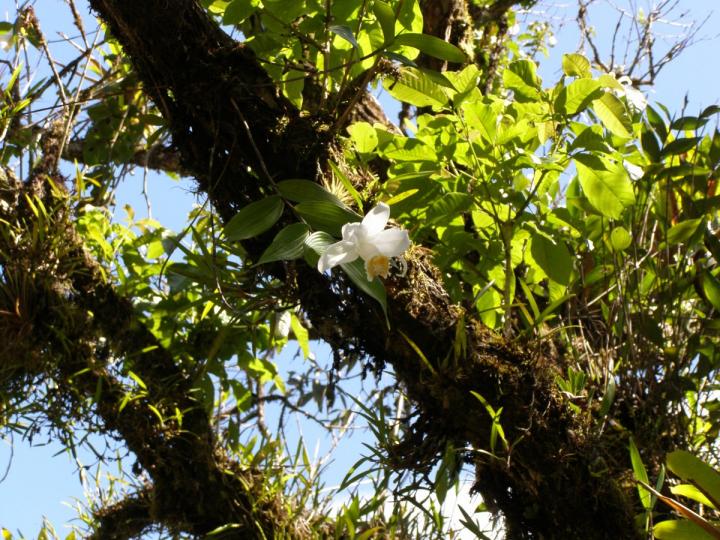 El día de la flor de un día