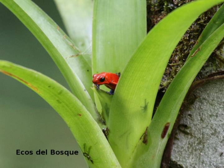 Rana roja: comportamiento reproductivo.