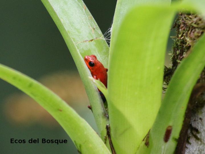 Rana roja: comportamiento reproductivo.